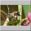 Megachile ericetorum - Heide-Blattschneiderbiene m11e 11mm.jpg